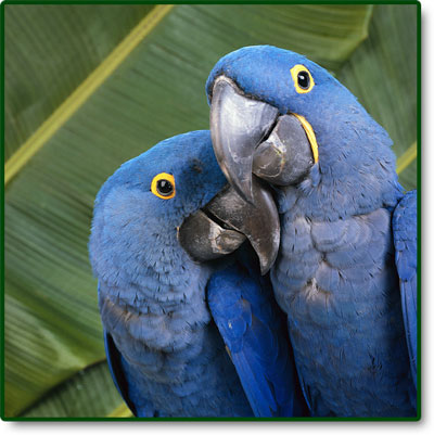 Blue Parrot - OSA Bird Sanctuary
