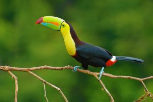 Bird Costa Rica Vacations