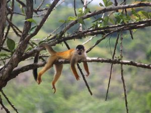 Monkey Costa Rica Vacations
